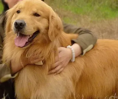 金毛猎犬和金毛寻回犬有什么不同 是同一个品种 | 金毛