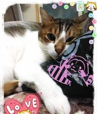 分享主子的巨无霸猫砂块 超像还没炸的鸡排 | 猫