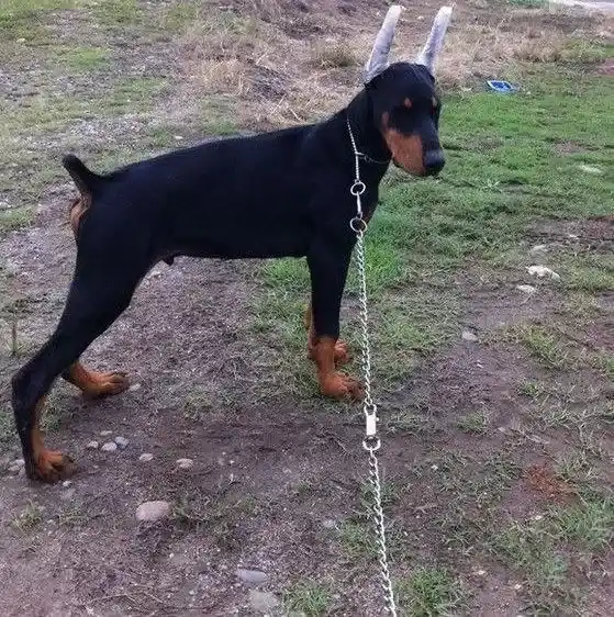 杜宾犬|怎么给杜宾犬补钙 求专家解答