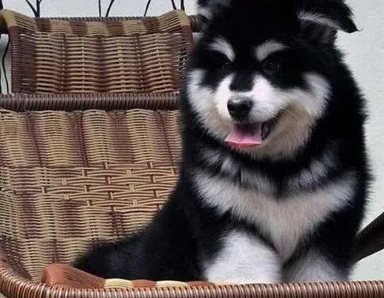 阿拉斯加犬|如何对待阿拉斯加雪橇犬能让它更快的融入新的环境