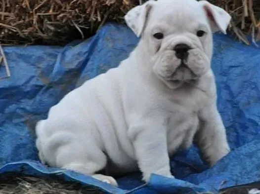 英国斗牛犬|斗牛犬见人就扑有什么方法可以改正