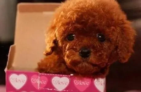 泰迪犬|给泰迪犬剪指甲最简易的办法