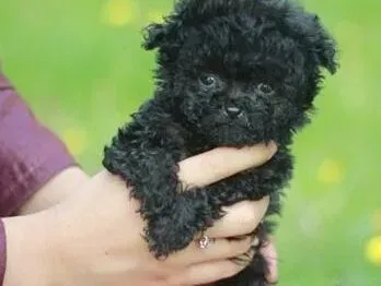 贵宾犬|贵宾犬吃糖对身体危害大