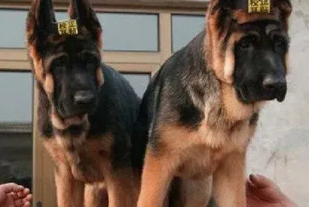 德国牧羊犬|德国牧羊犬鼻子褪色没有以前黑是不是缺维生素