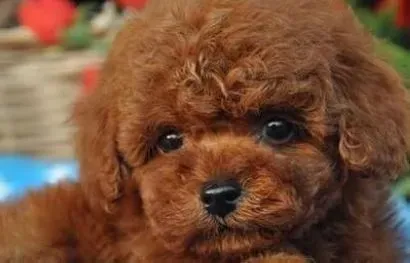 泰迪犬|给泰迪犬哪些食物吃会让它更强壮