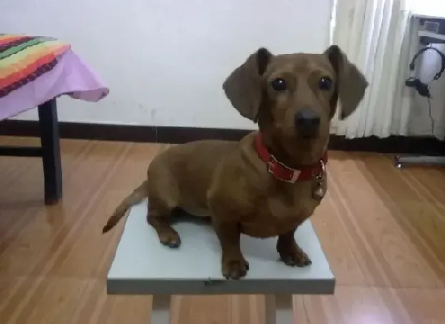 腊肠犬|腊肠犬身上有螨虫，而且拉稀可以驱虫吗