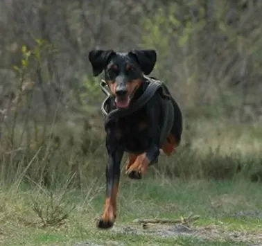 德国宾莎犬的日常护理 注意耳道清洁 | 德国宾莎犬