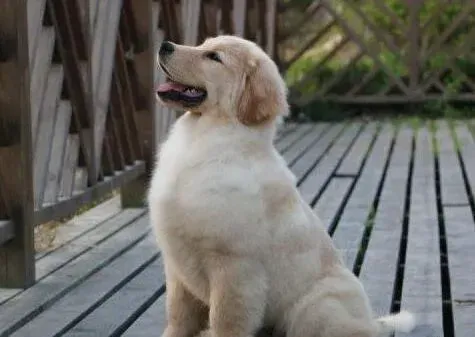 金毛|为什么我家的金毛犬总是喜欢咬人