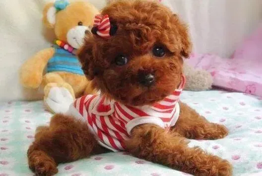 泰迪犬|我们家的泰迪犬毛色会受美毛粉影响么