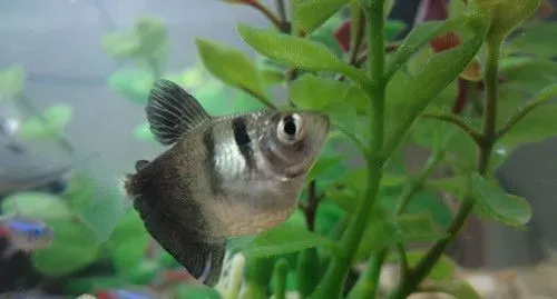 脂鲤科鱼类的繁殖 水族箱底需要铺金丝草 | 鱼