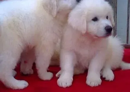 大白熊犬|大白熊犬总吃便便而且还不听话怎么办