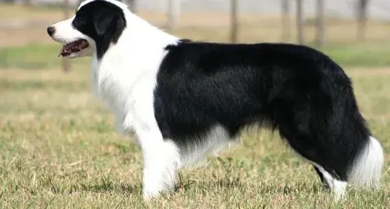 边境牧羊犬|健康小常识 边境牧羊犬患上感冒的症状及治疗方法