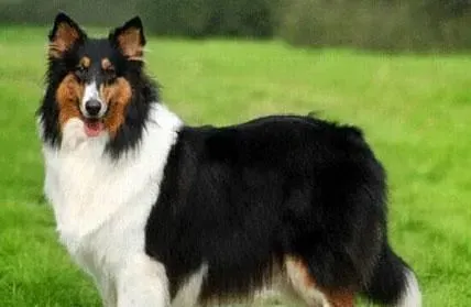 苏格兰牧羊犬饭量 大型犬需肉类500到600克 | 苏格兰牧羊犬