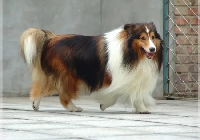 苏格兰牧羊犬|内分泌机能异常是苏格兰牧羊犬皮肤病的最大杀手