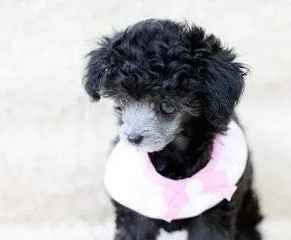 贵宾犬|没怀孕的贵宾犬怎么会有奶水呢？这样会不会老的快啊
