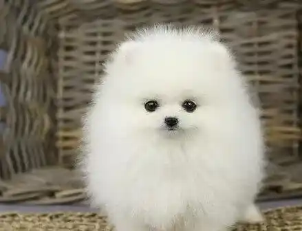 博美犬|产后的博美犬有点缺钙，求解答