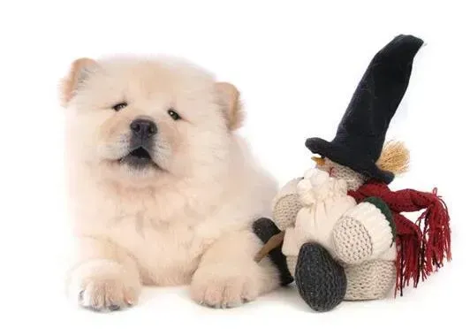 松狮犬|关爱宠物牙齿健康 怎么给松狮犬清洁口腔和牙齿