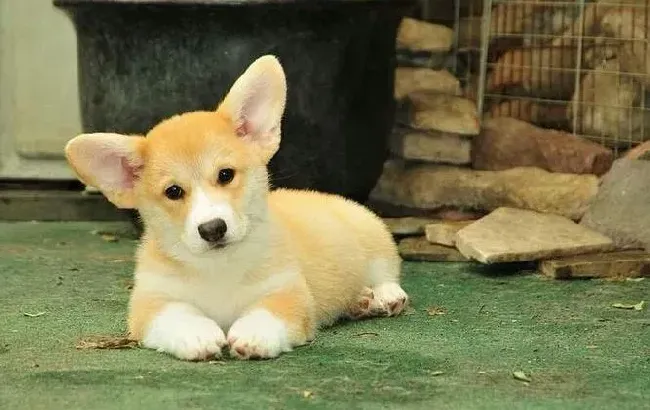 柯基犬|老年人如何才能养好柯基犬