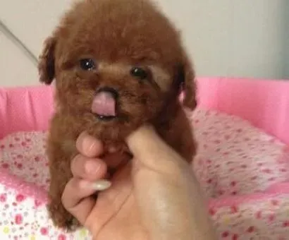 泰迪犬|喂养不简单 喂食泰迪犬应该注意的事项