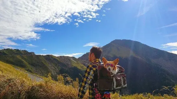 柯基犬在繁殖场被救 幸遇把拔带它旅游看世界 | 狗