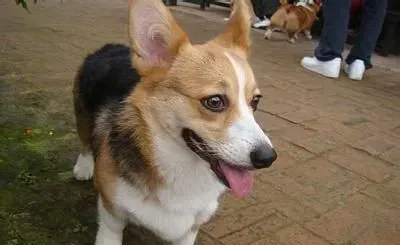 柯基犬能看家吗 机警有力非常活泼 | 柯基犬