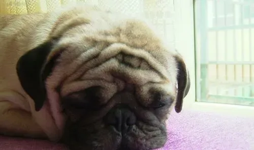 巴哥犬剃毛 巴哥犬夏季不应剃毛六原因 | 巴哥犬