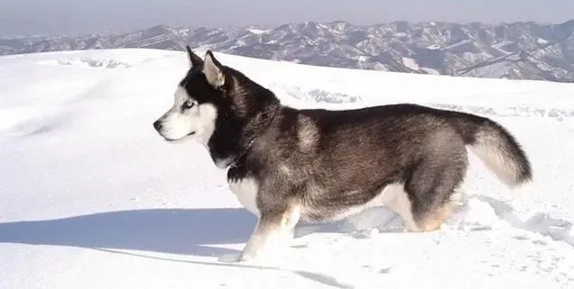 阿拉斯加犬|你知道你的阿拉斯加犬心里是怎样想的么