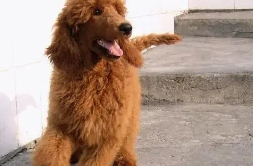 贵宾犬|怎样让衣服不粘贵宾狗狗的毛发