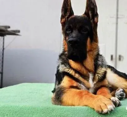 德国牧羊犬|如何护理三个月大的德国牧羊犬幼犬