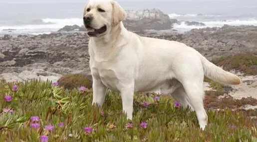 拉布拉多|坚持做运动 预防拉布拉多犬的富贵病