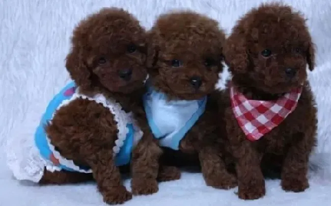 泰迪犬|教你怎么正确选择泰迪犬美容的梳子