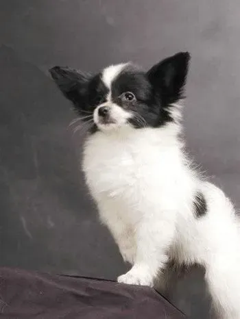 蝴蝶犬|蝴蝶犬的健康中离不开蛋白质