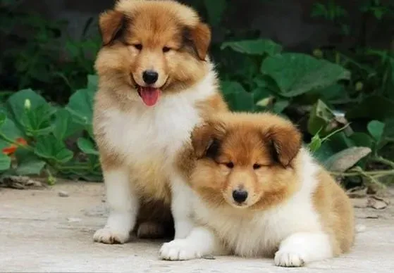 苏格兰牧羊犬|必备知识 如何护理处于特殊时期的苏格兰牧羊犬