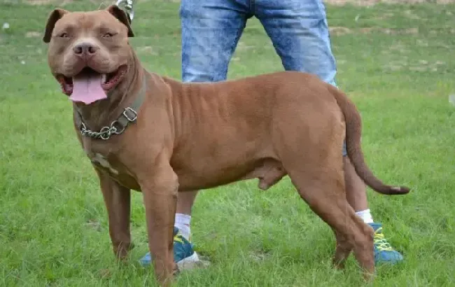 比特犬|昨天晚上比特犬突然干呕，流鼻涕要怎么办