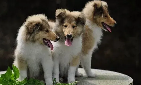 苏格兰牧羊犬|苏格兰牧羊犬爱吃便便怎么解决才好