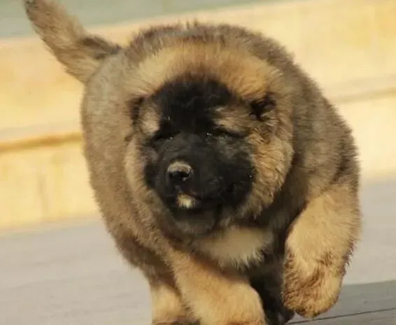 高加索犬|饲养技巧 怎样给高加索犬养成良好的生活习惯