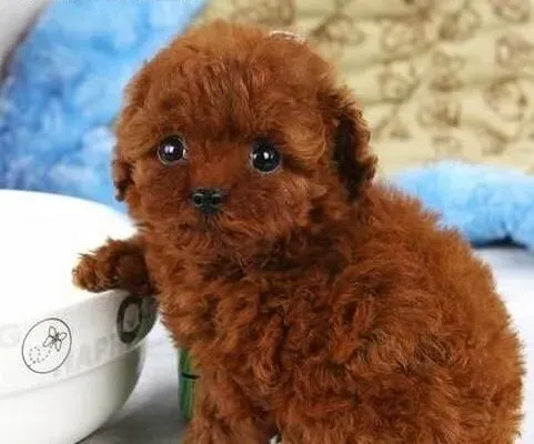 泰迪犬|主人们惩罚泰迪犬的适当方式