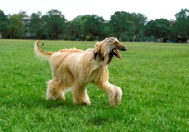 阿富汗猎犬|阿富汗猎犬在笼子就乱叫 好头疼