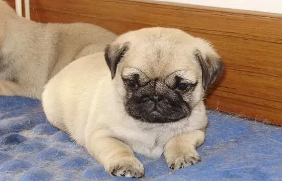 巴哥犬剃毛 巴哥犬夏季不应剃毛六原因 | 巴哥犬