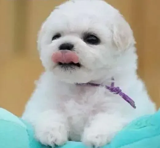 比熊犬|让你的比熊犬学会被管制