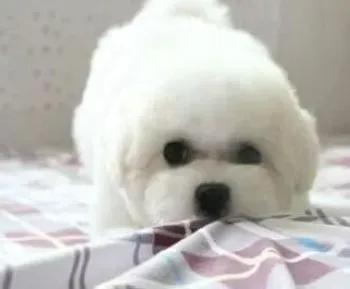 比熊犬|怎样科学的饲养刚出生的比熊犬