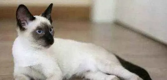 暹罗猫幼猫吃什么猫粮好 如何给幼猫喂食猫粮 | 暹罗猫
