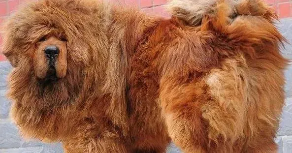 藏獒|藏獒不停地咳嗽干呕是怎么了