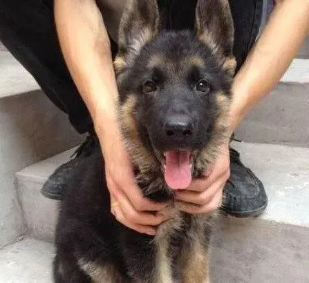 德国牧羊犬|德国牧羊犬维生素缺乏症的预防治疗方法