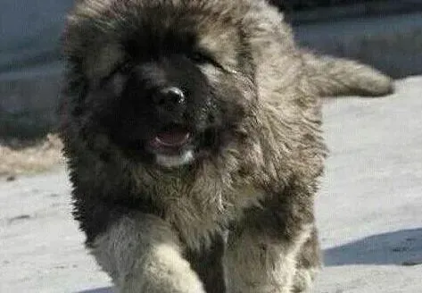 高加索犬|高加索犬多大可以训练定点排泄