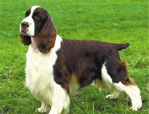 史宾格犬什么时候断尾 史宾格犬出生2到3天内 | 史宾格犬