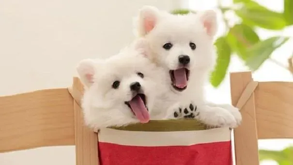 银狐犬|训练银狐犬乖巧听话的方法