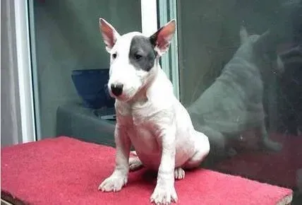 牛头梗|怎样快速的掌握训练牛头梗的主要方法