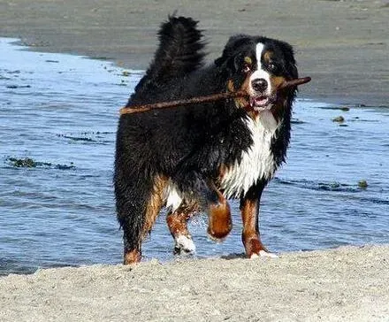 伯恩山犬|炎热夏季照顾伯恩山犬需要注意哪些细节