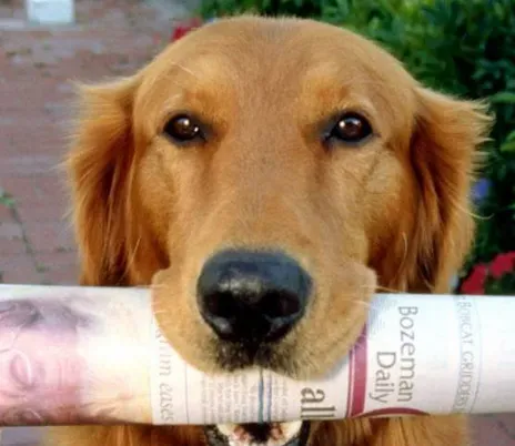 金毛猎犬和金毛寻回犬有什么不同 是同一个品种 | 金毛